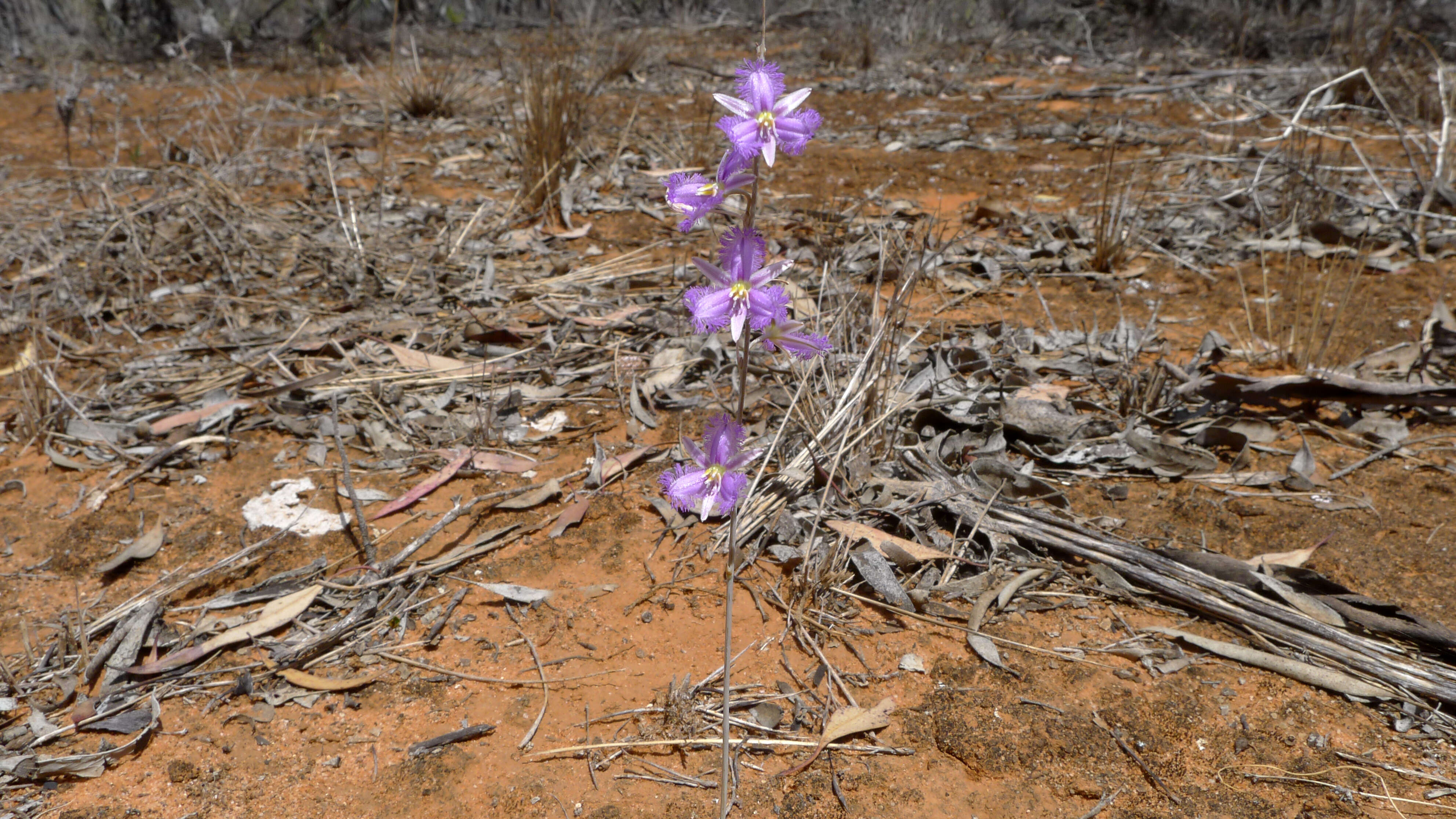 Image of Fringe lily