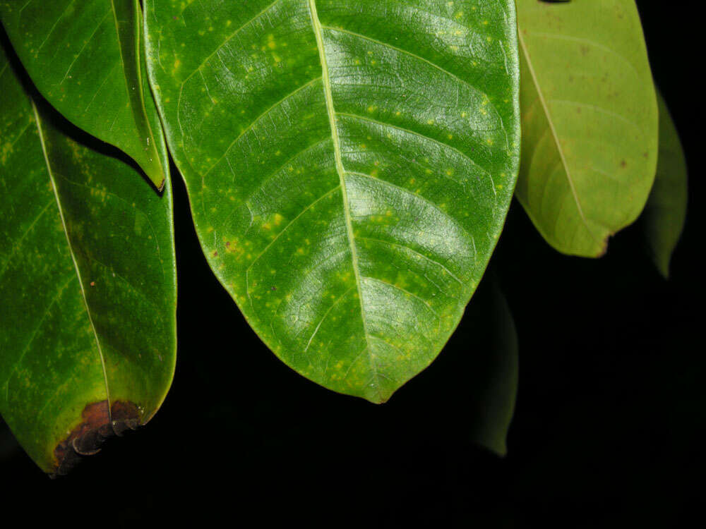 Image of wild banyantree