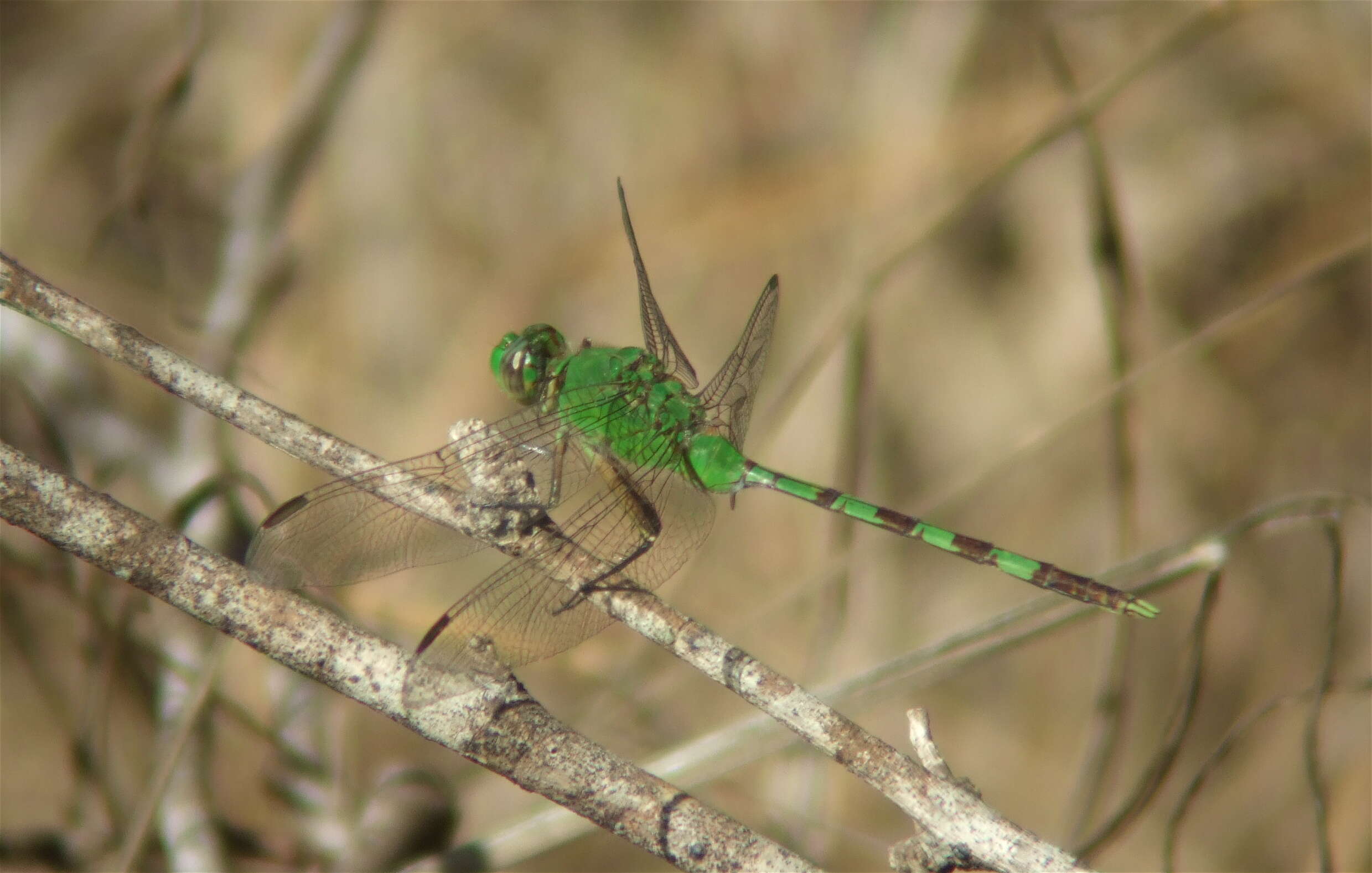 Image of Pondhawks