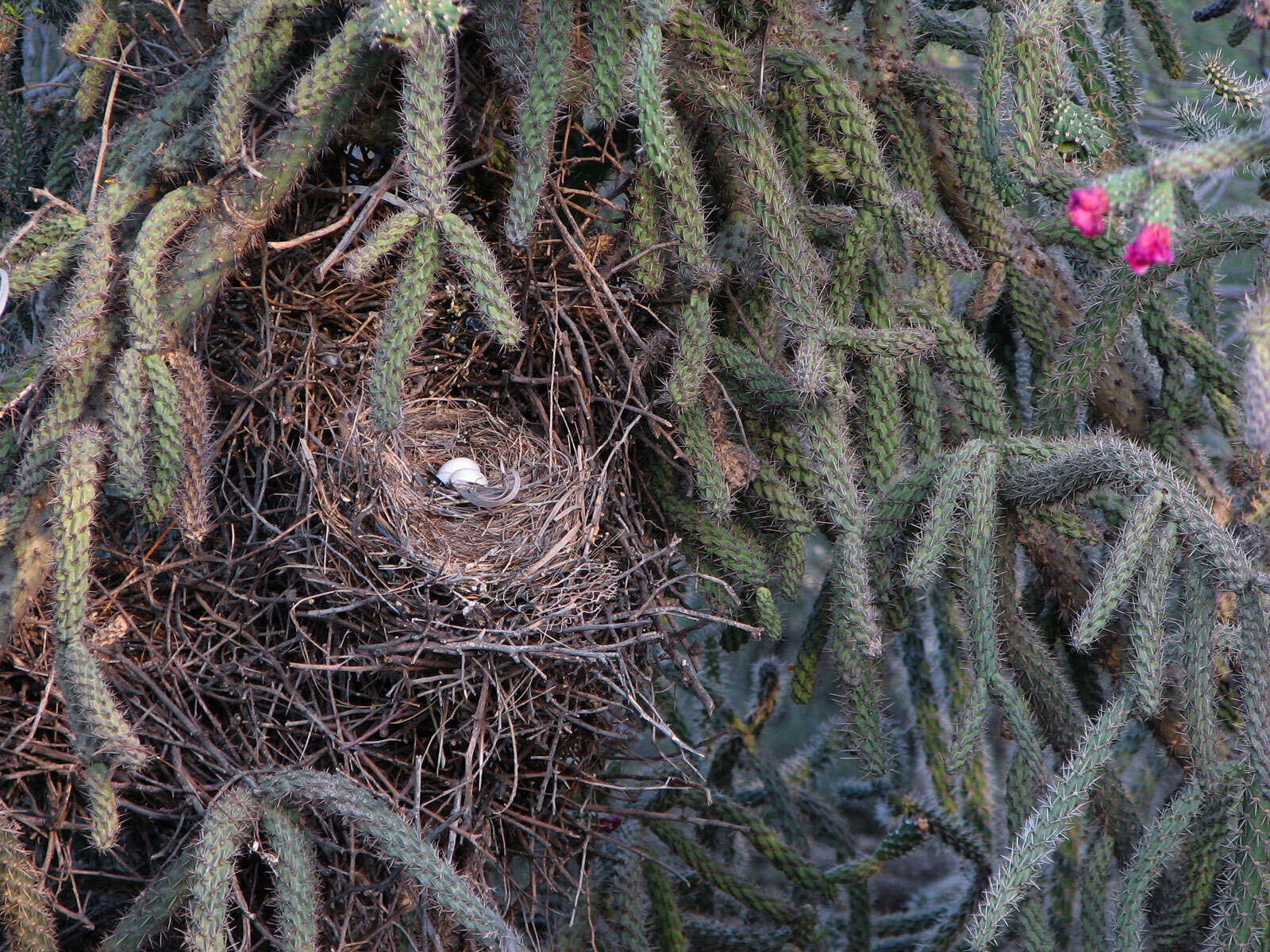 Image of American Mourning Dove