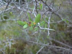 Imagem de Sarcomphalus obtusifolius (Hook. ex Torr. & A. Gray) Hauenschild