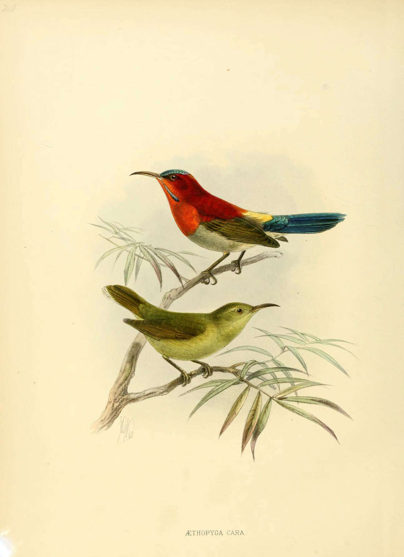 Image of Aethopyga siparaja cara Hume 1874