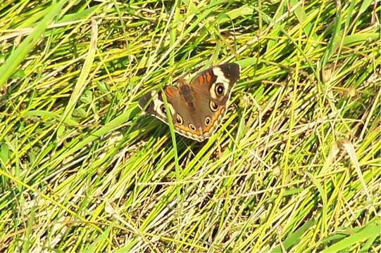 Image of Common buckeye