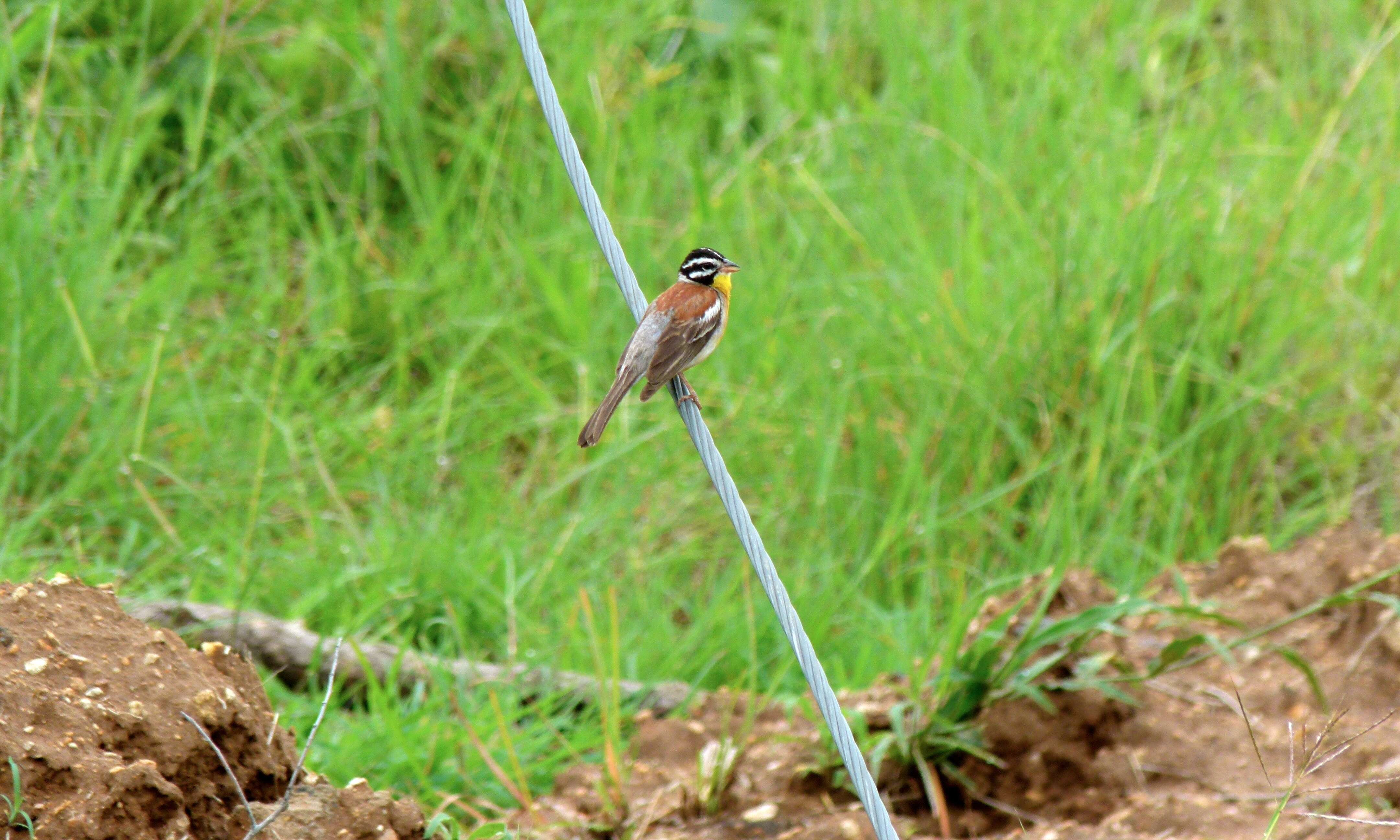 Image of African Golden-breasted Bunting