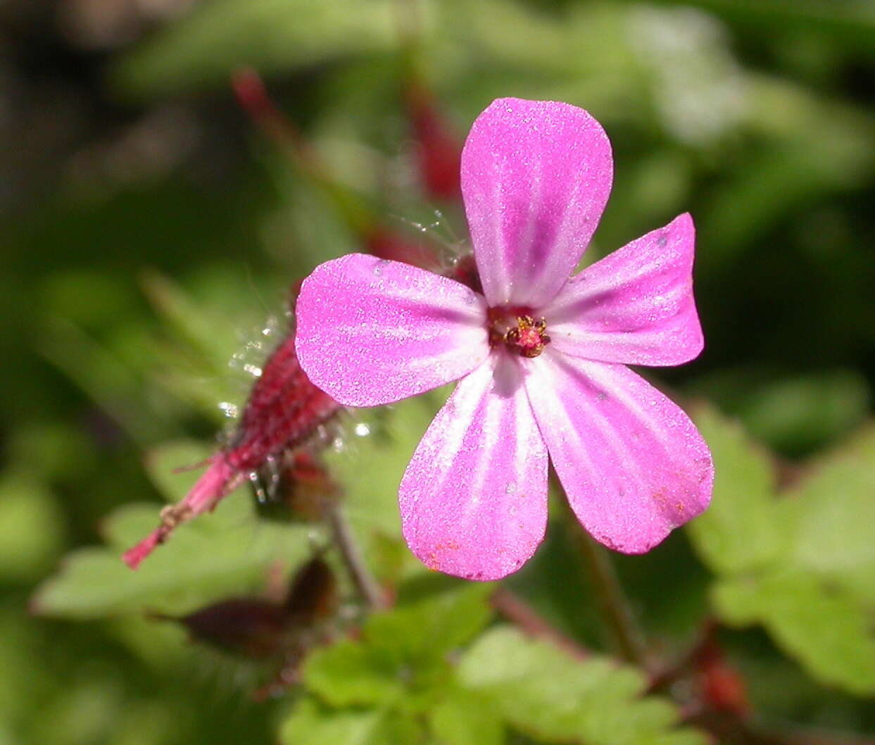 Image of geranium