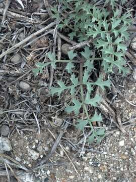 Image of Big Pine biscuitroot