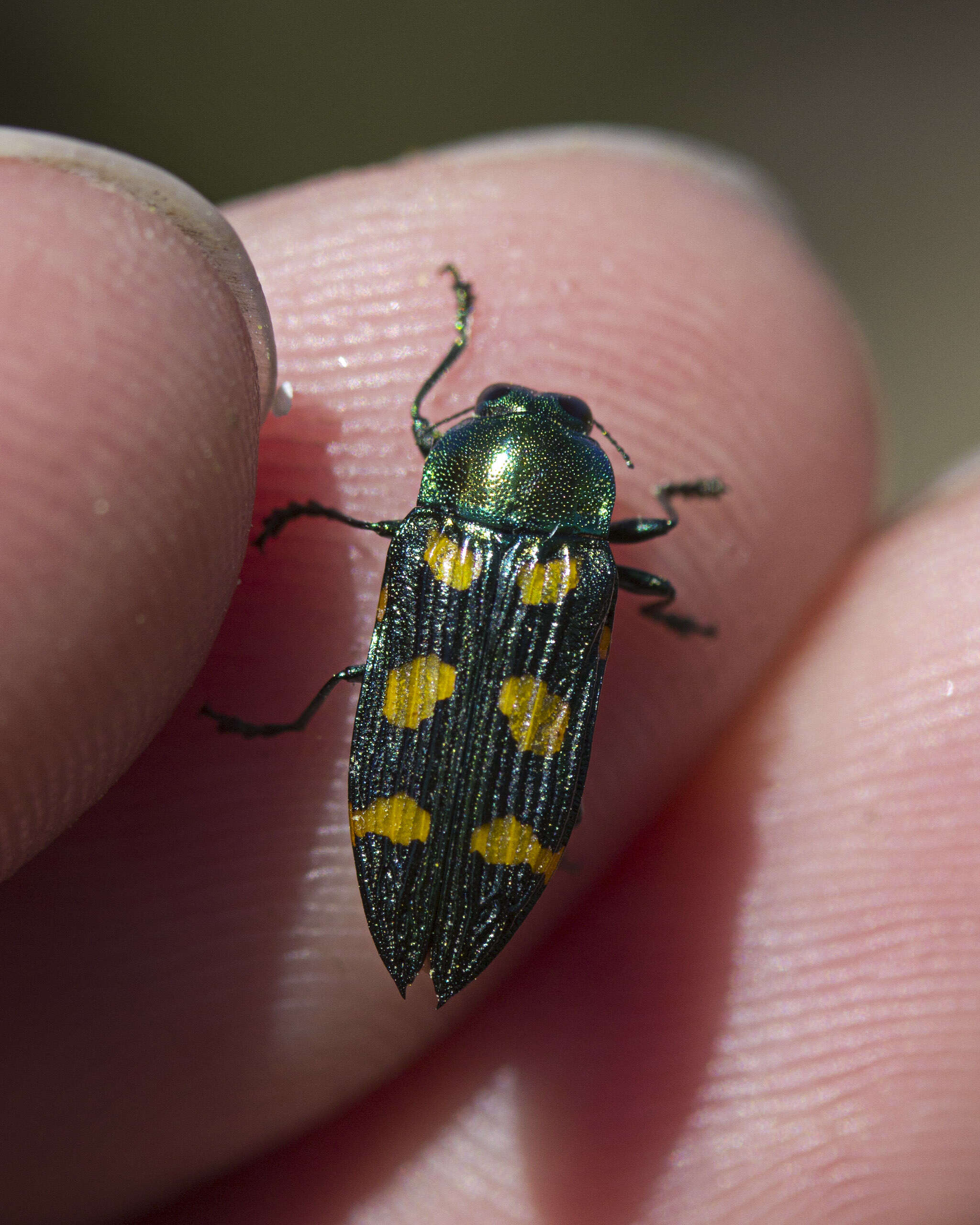 Image of Castiarina insculpta (Carter 1934)