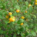 Image of Diospyros ferrea (Willd.) Bakh.