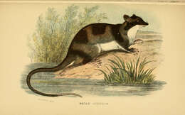 Image of Chironectes Illiger 1811