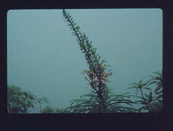 Слика од Trematolobelia singularis H. St. John