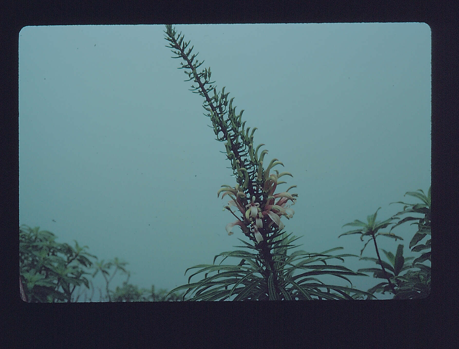 Слика од Trematolobelia singularis H. St. John
