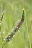 Image of Narrow Clover