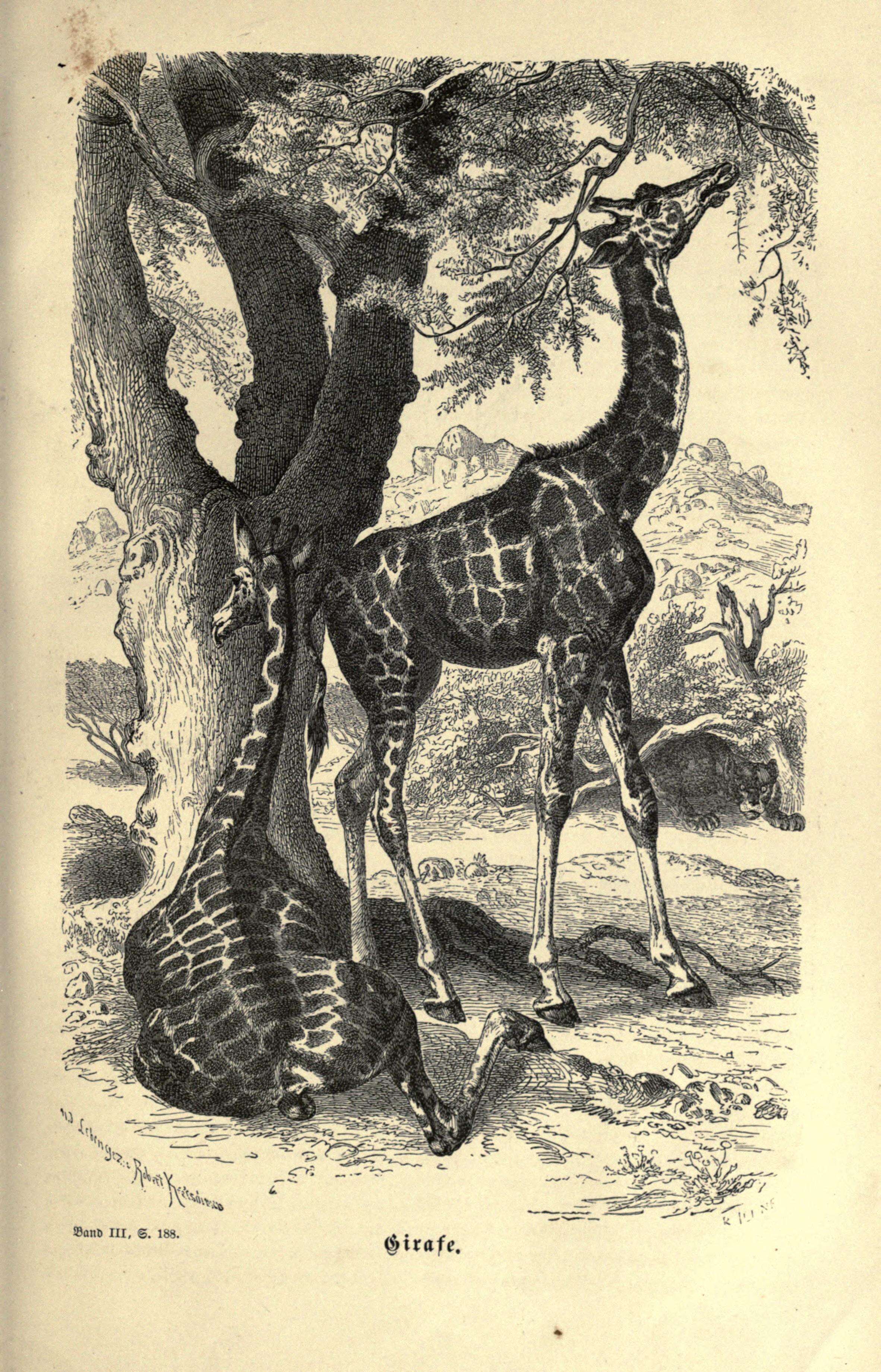 Image of Giraffe