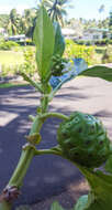 Image of Morinda