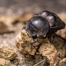 Image of Humpback Dung Beetle