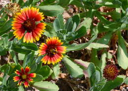 Image of blanketflower