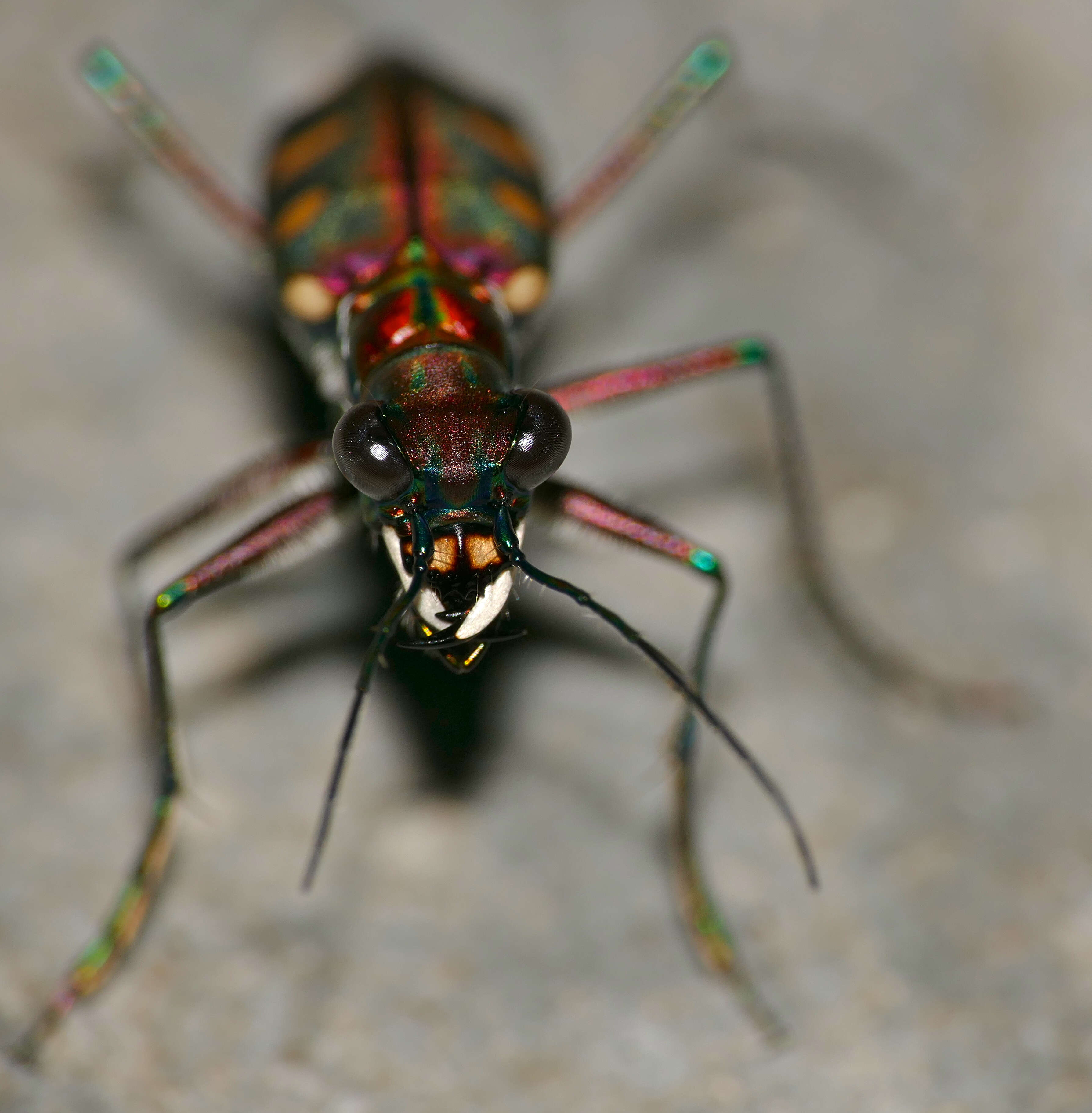 Image of Cicindela (Cosmodela) aurulenta Fabricius 1801