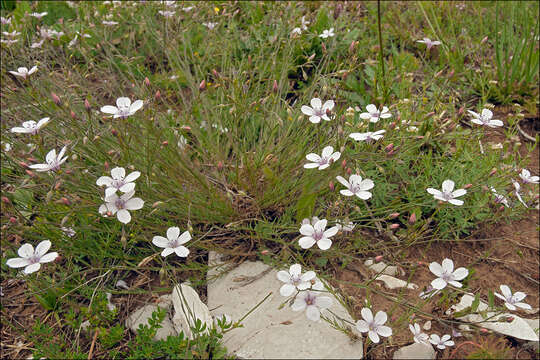 Image of Linum tenuifolium L.