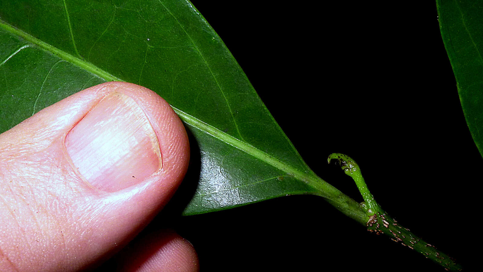 Image of Casearia bahiensis H. O. Sleum.