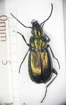 Image of Agonum