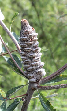 Image of Banksia oblongifolia Cav.