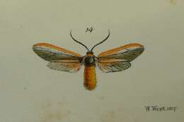 Image of Phaudidae