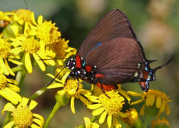 Image of ragwort