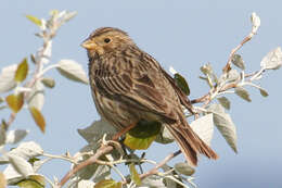 Image of Emberiza Linnaeus 1758