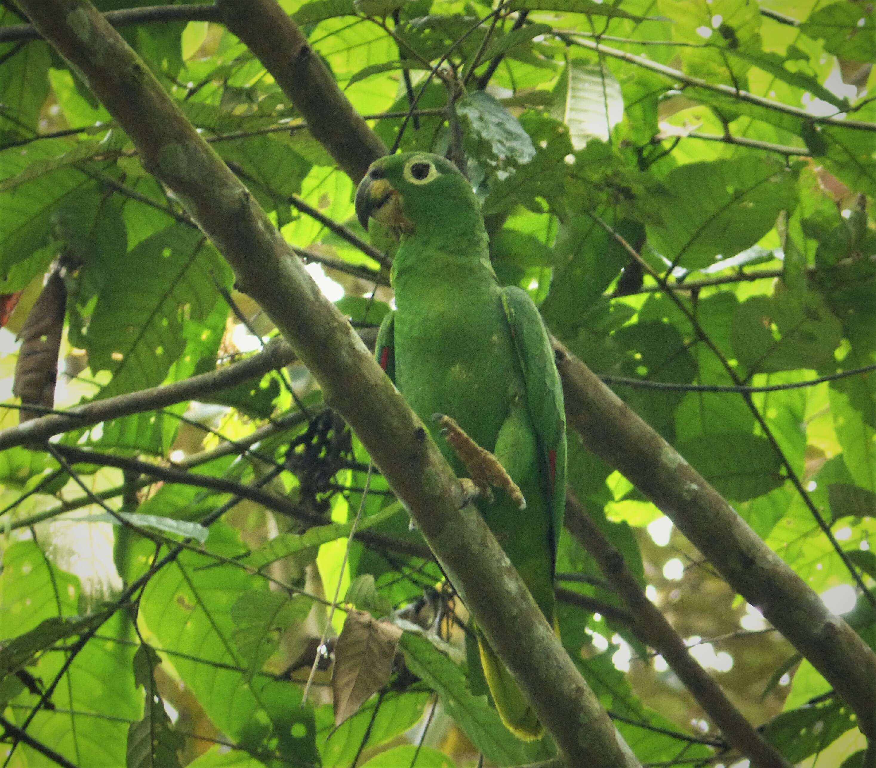 Image of Southern Mealy Amazon