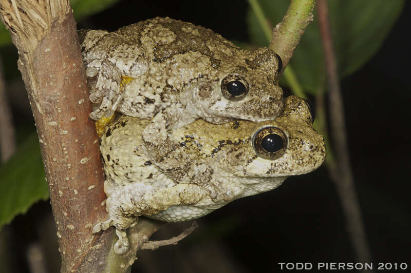 Image of Cope's Gray Treefrog