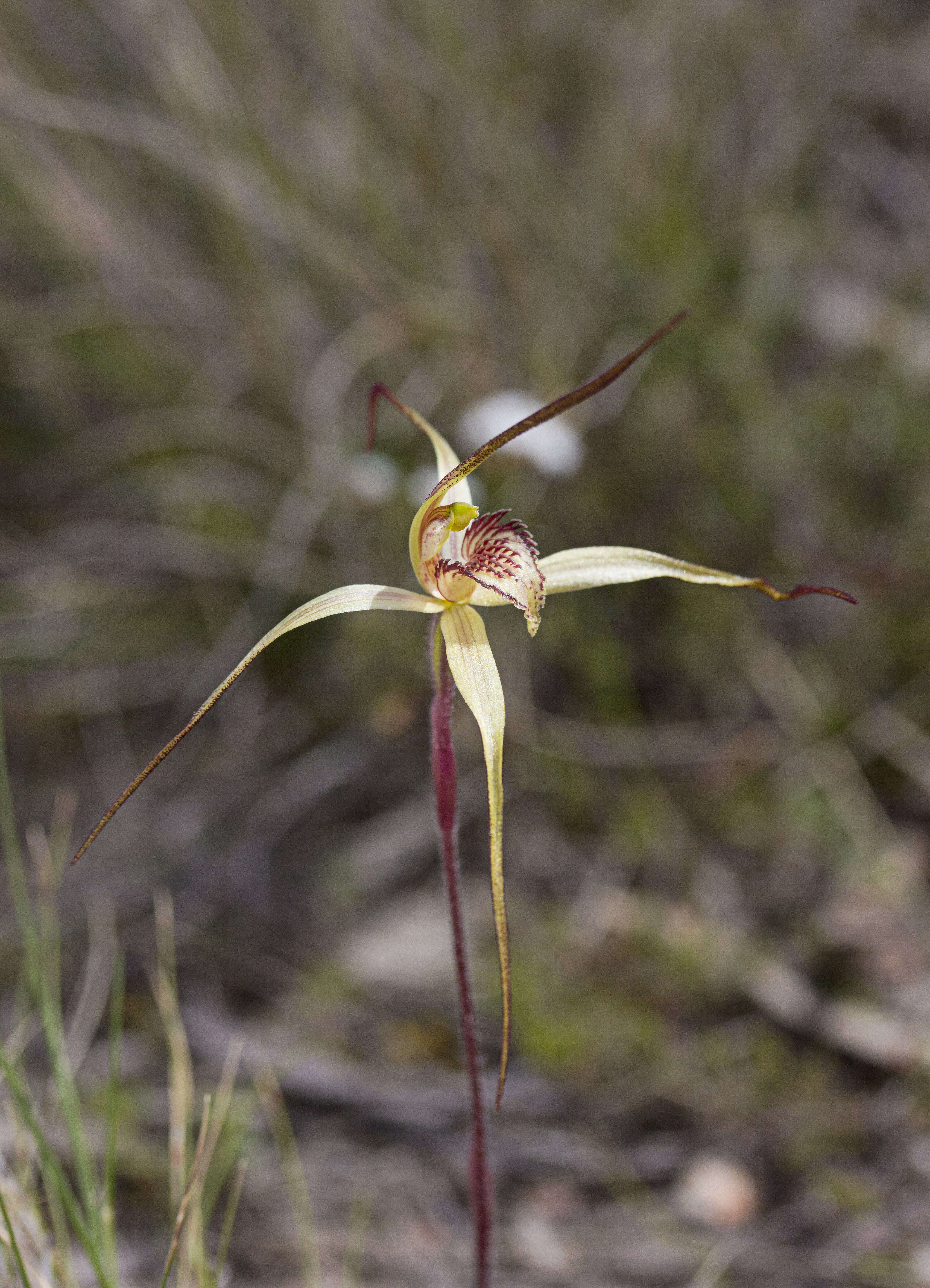 Image of Fawn spider orchid