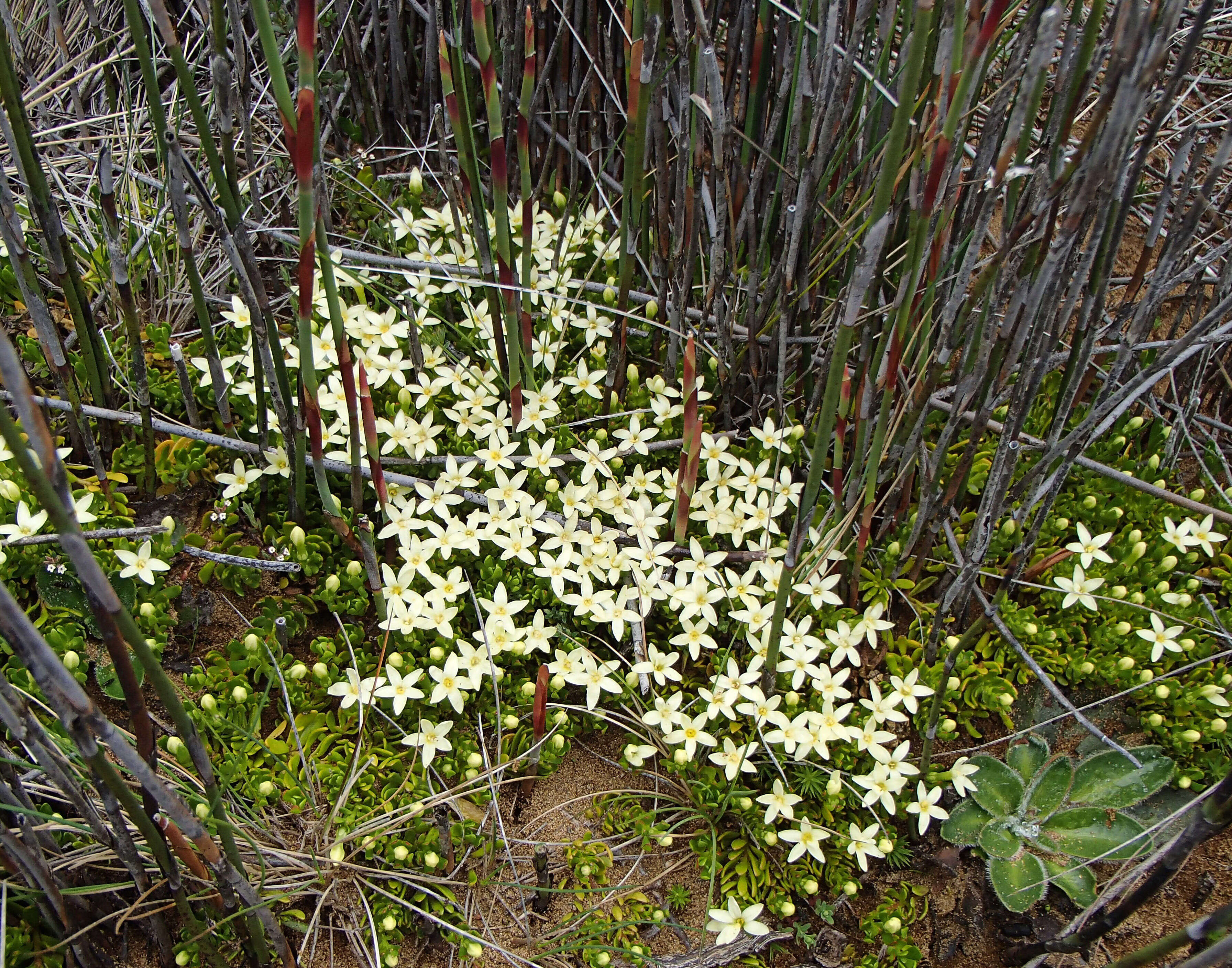 Image of Stackhousia pulvinaris F. Müll.