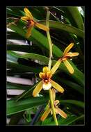 Cymbidium finlaysonianum Lindl.的圖片