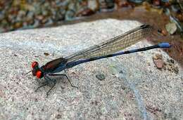 Image of Fiery-eyed Dancer