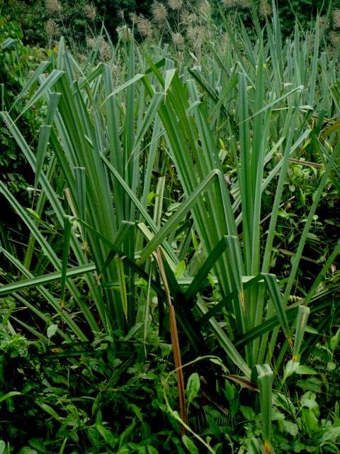 Image of Benstonea atrocarpa (Griff.) Callm. & Buerki