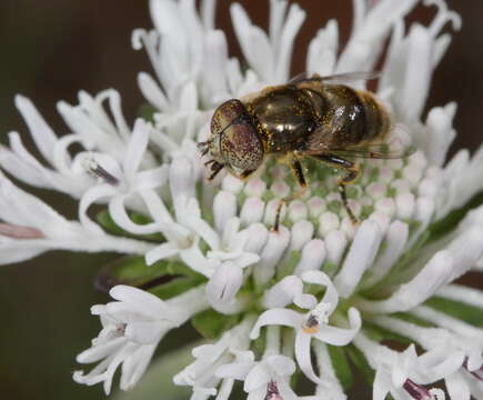 Image de Eristalinus aeneus (Scopoli 1763)