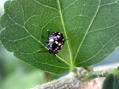 Imagem de Nezara viridula (Linnaeus 1758)