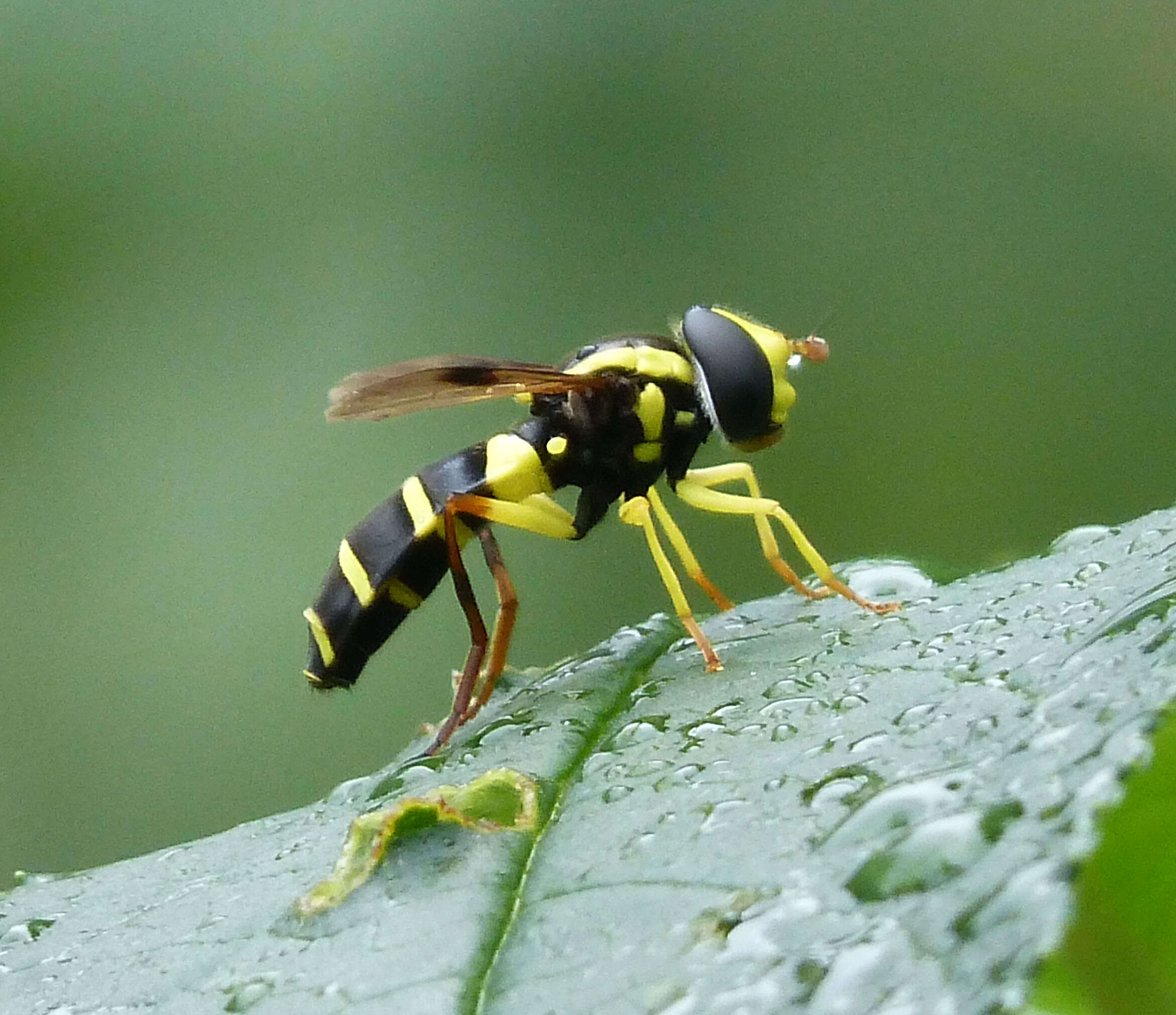 Image of Xanthogramma pedissequum (Harris 1776)