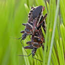 Image of Apiomerus floridensis Berniker & Szerlip ex Berniker et al. 2011