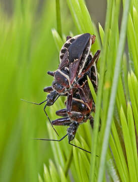 صورة Apiomerus floridensis Berniker & Szerlip ex Berniker et al. 2011