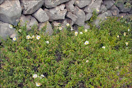 Image of Rockrose