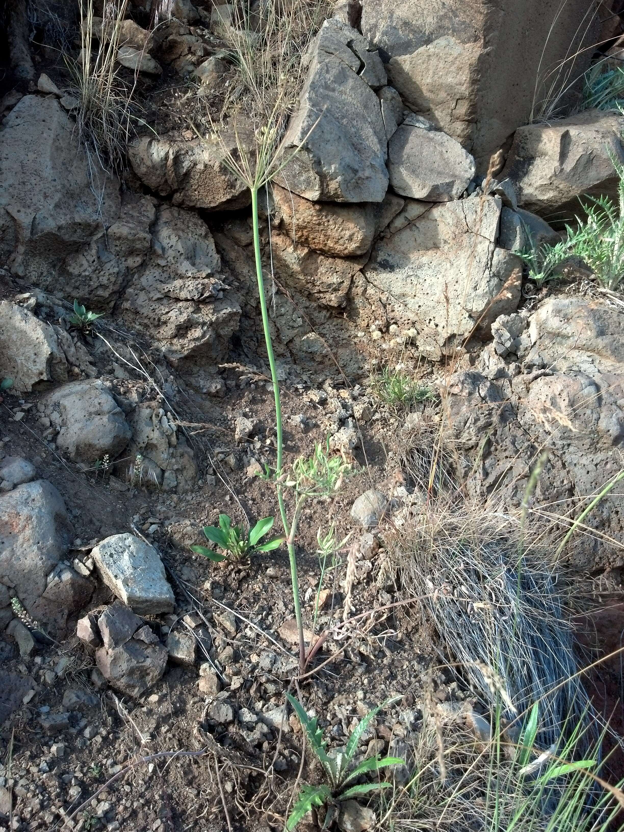 Imagem de Lomatium ambiguum (Nutt.) Coult. & Rose