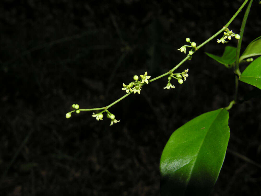 Tassadia obovata Decne.的圖片