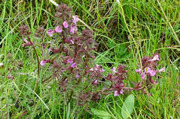 Image of Lousewort