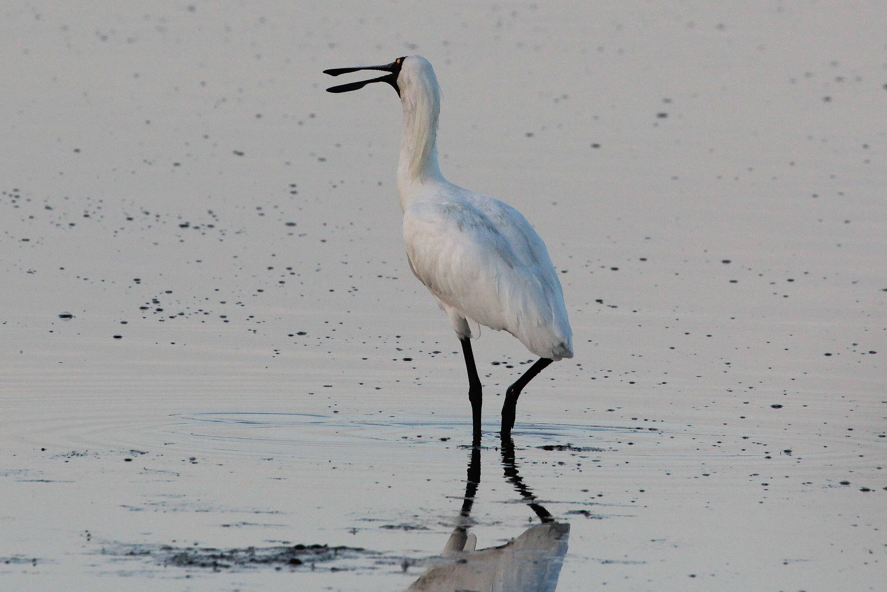 Image of Royal Spoonbill