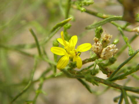 Image of snakeweed