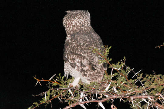 Image of Spotted Eagle-Owl