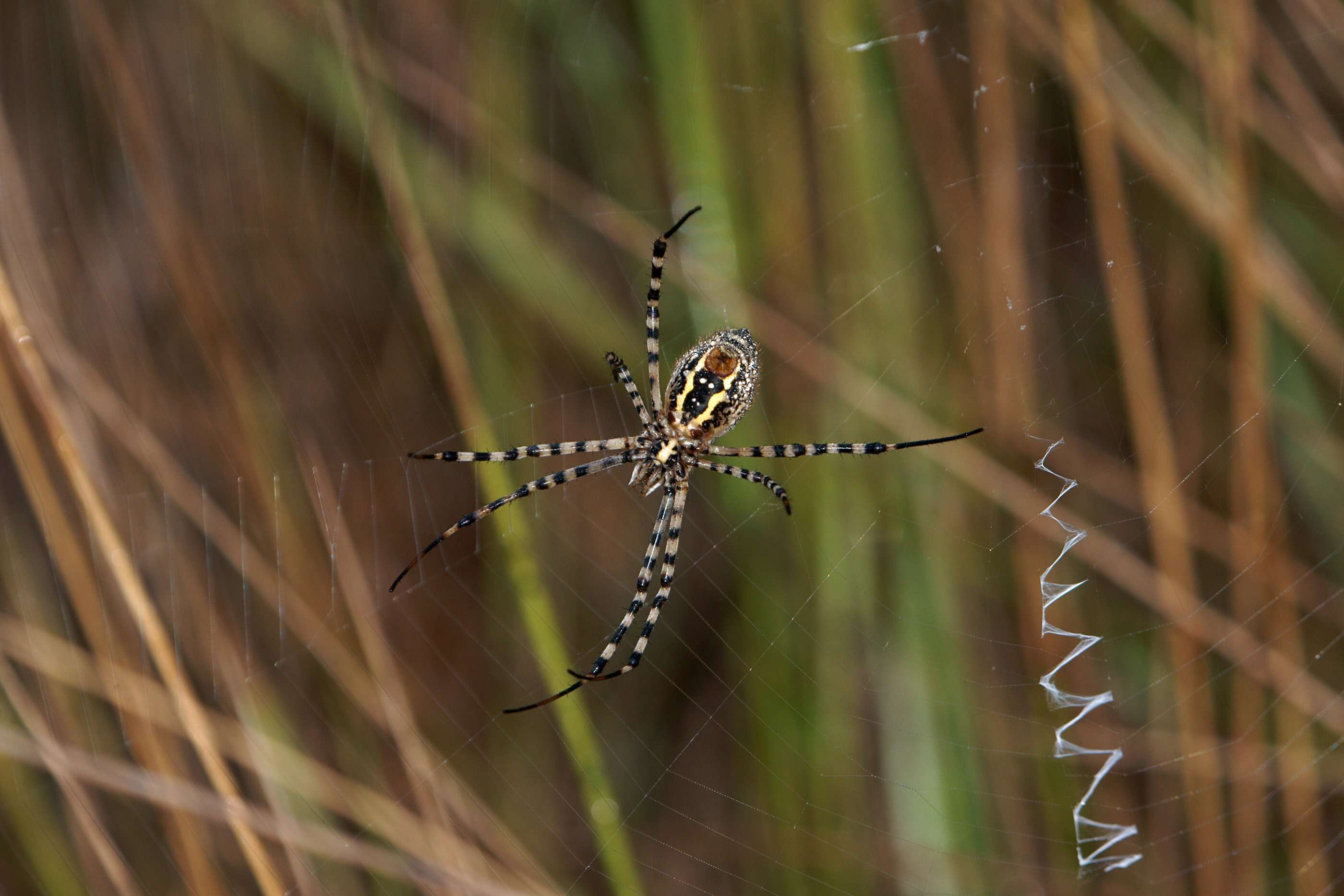 Image of Argiope