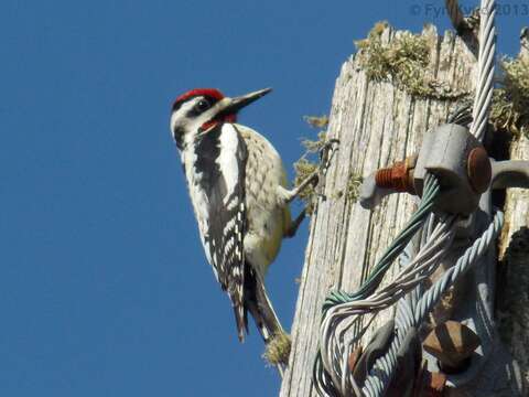 Image of Sapsucker