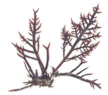 Image of Pterocladia J. Agardh 1851